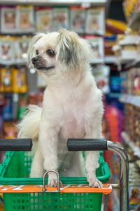 Bangkok, Thailand - April 8, 2017 : Dog so cute mixed breed with Shih-Tzu, Pomeranian and Poodle wait a pet owner for shop a pet food (Dog, Cat and other) on pet goods shelf in pet shop.